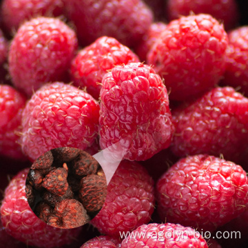 Sour sweet Red Dried Tree Rubus Idaeus Raspberry